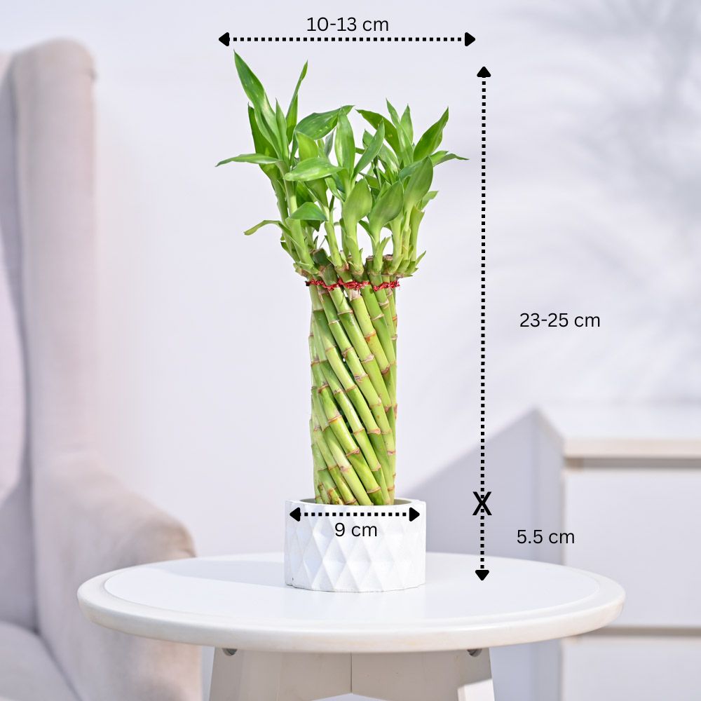 Lucky Wheel Bamboo Plant