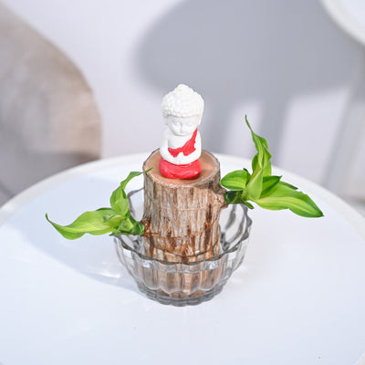 Brazilian Wood Plant