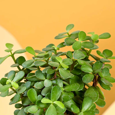 Jade Mini Plant For Mother's Day Gifting