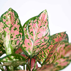 Aglaonema Red Plant For Environment Day Gifting