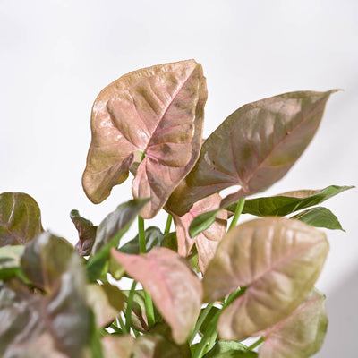 Syngonium Pink Plant For Environment Day Gifting