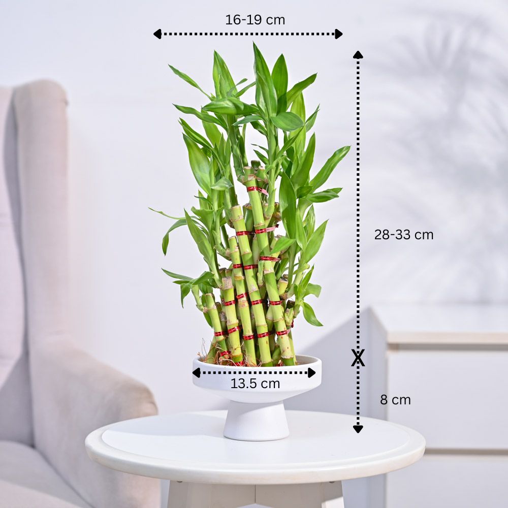 Lucky Bamboo Plant- Pyramid