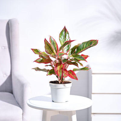 Ganpati Decor Festive Bundle