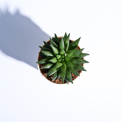 Haworthia Turgida For Environment Day Gifting