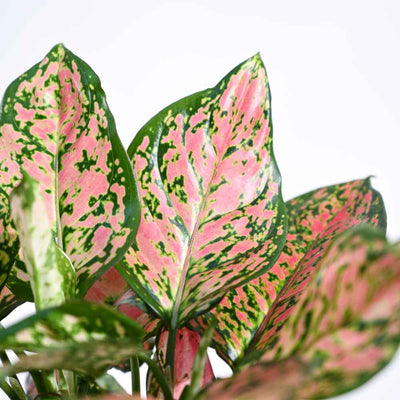 Aglaonema Red Plant For Environment Day Gifting
