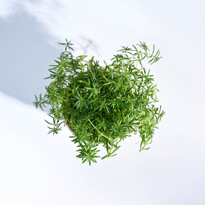 Golden Sedum Plant For Environment Day Gifting