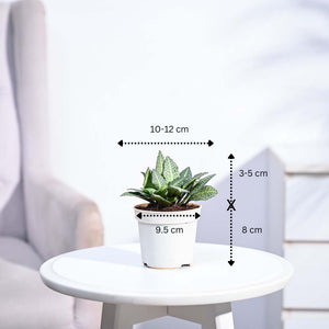 Euphorbia Francoisii Green