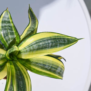 Snake Plant - Golden For Environment Day Gifting