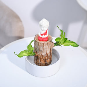 Brazilian Wood Plant