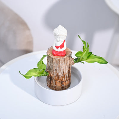 Brazilian Wood Plant