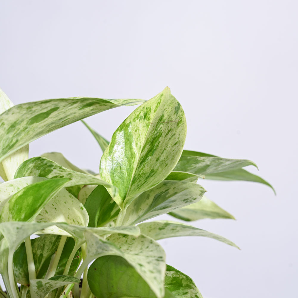 Money Plant Marble For Environment Day Gifting