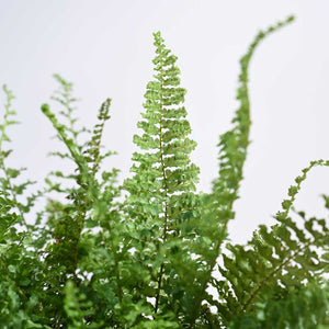 Fern Morpankhi For Environment Day Gifting