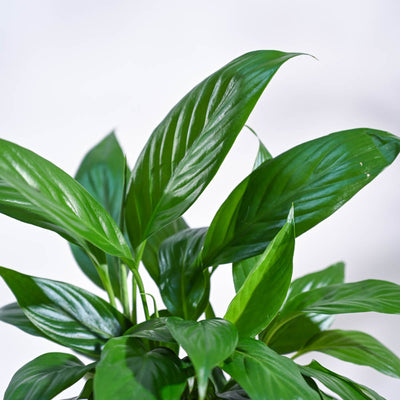 Peace Lily For Environment Day Gifting