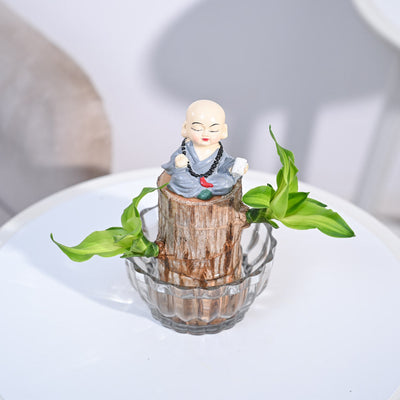 Brazilian Wood Plant