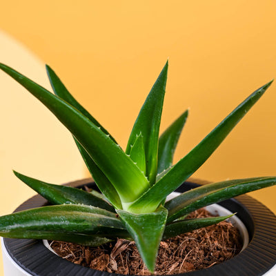 Aloe Vera Green Mini For Mother's Day Gifting