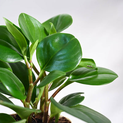 Peperomia Green Plant For Environment Day Gifting