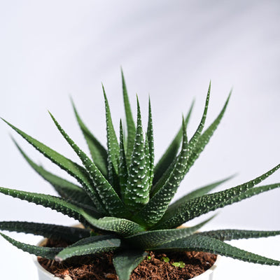 Zebra Haworthia Plant For Environment Day Gifting