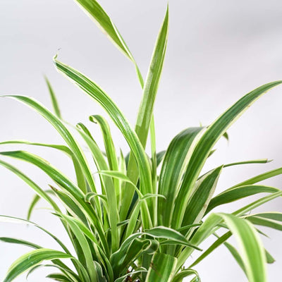 Spider Plant For Environment Day Gifting