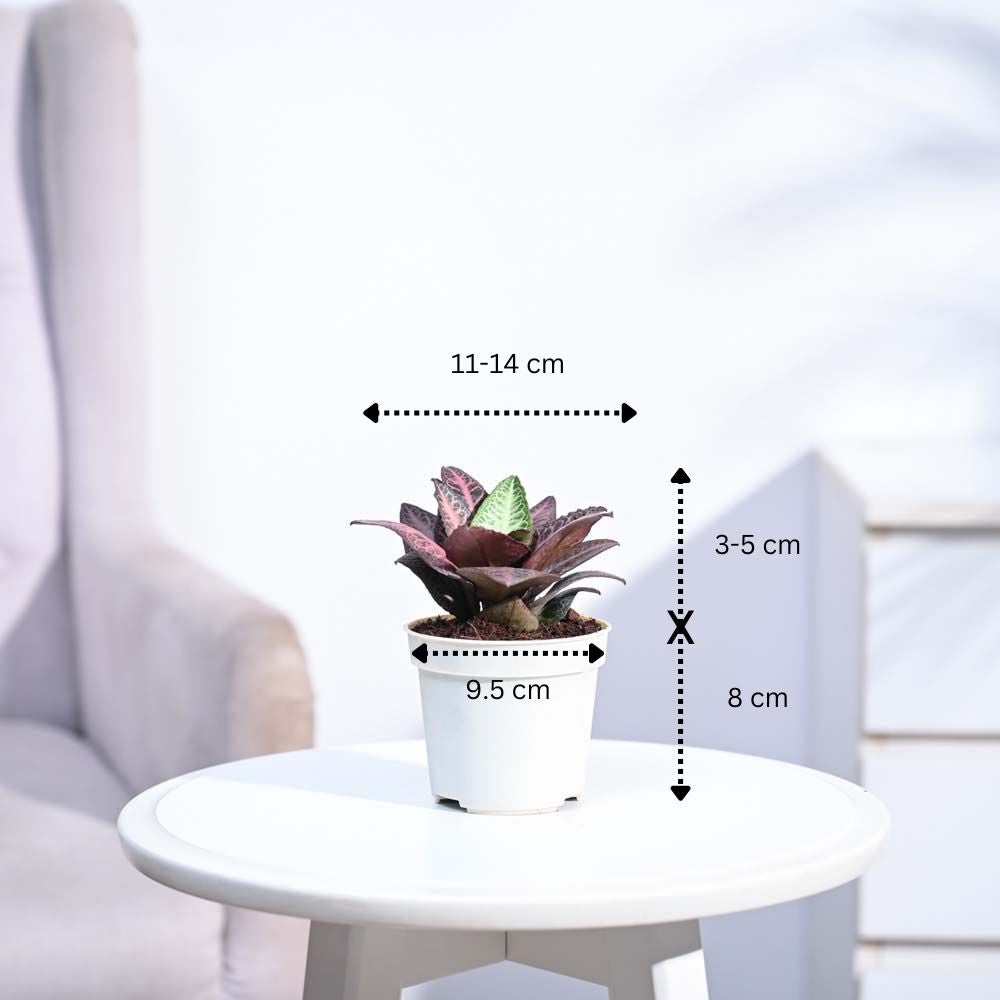 Euphorbia Francoisii Hybrid