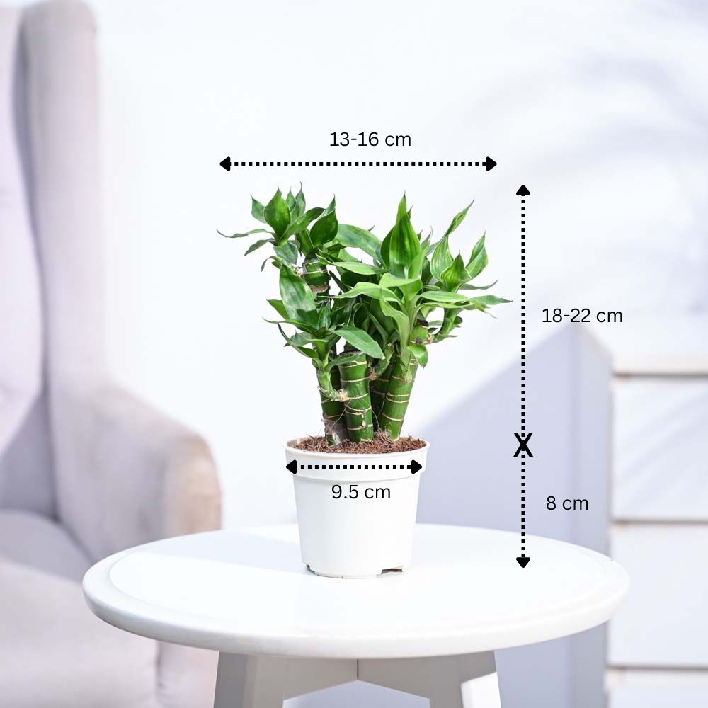 lotus lucky bamboo Lotus Lucky Bamboo 5 Sticks Lagos / Mocca | Indoor