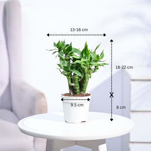 Lotus Lucky Bamboo 5 Sticks