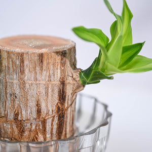 Brazilian Wood Plant