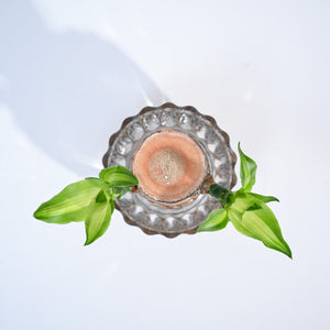 Brazilian Wood Plant