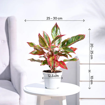 Ganpati Decor Festive Bundle