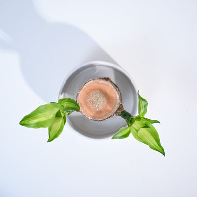 Brazilian Wood Plant