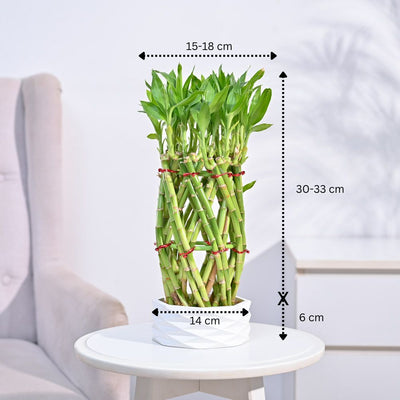 Pineapple Lucky Bamboo Plant