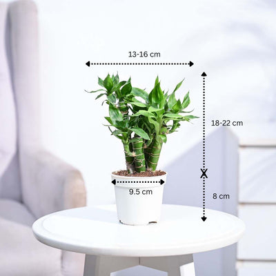 Lotus Lucky Bamboo 5 Sticks