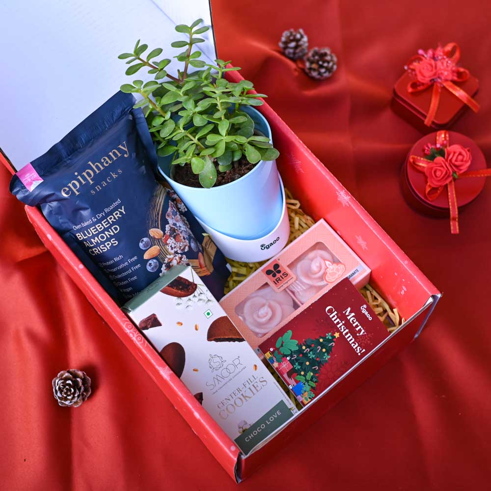 Jade Mini Plant Christmas Gift Hamper