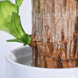 Brazilian Wood Plant