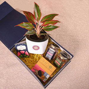 Aglaonema Red Plant & Phool Diwali Gift Hamper