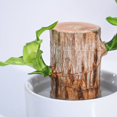 Brazilian Wood Plant