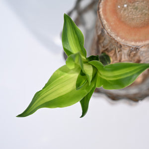 Brazilian Wood Plant