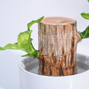 Brazilian Wood Plant