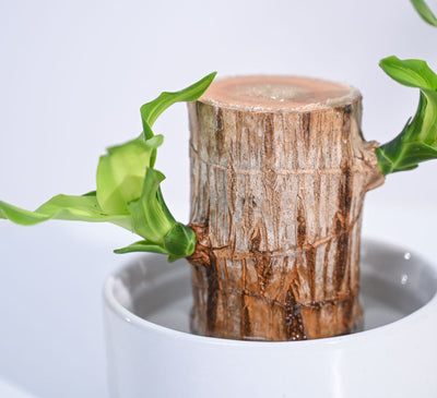 Brazilian Wood Plant