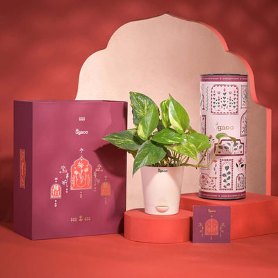Good Vibes Diwali Gift Hamper