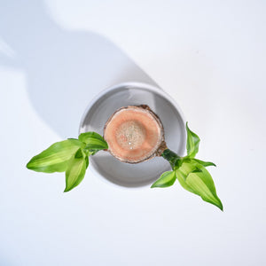 Brazilian Wood Plant