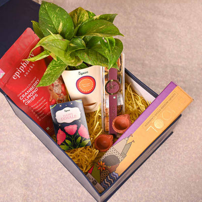 Money Plant Variegated & Phool Diwali Gift Hamper