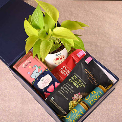 Money Plant Golden Plant & Tea Trunk Diwali Gift Hamper