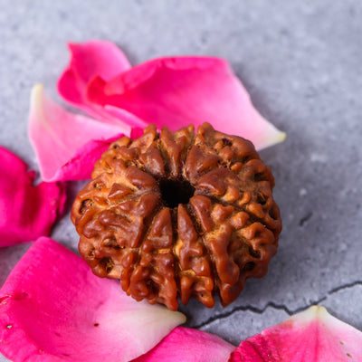 Studio Vaidik 9 mukhi Natural Rudraksha