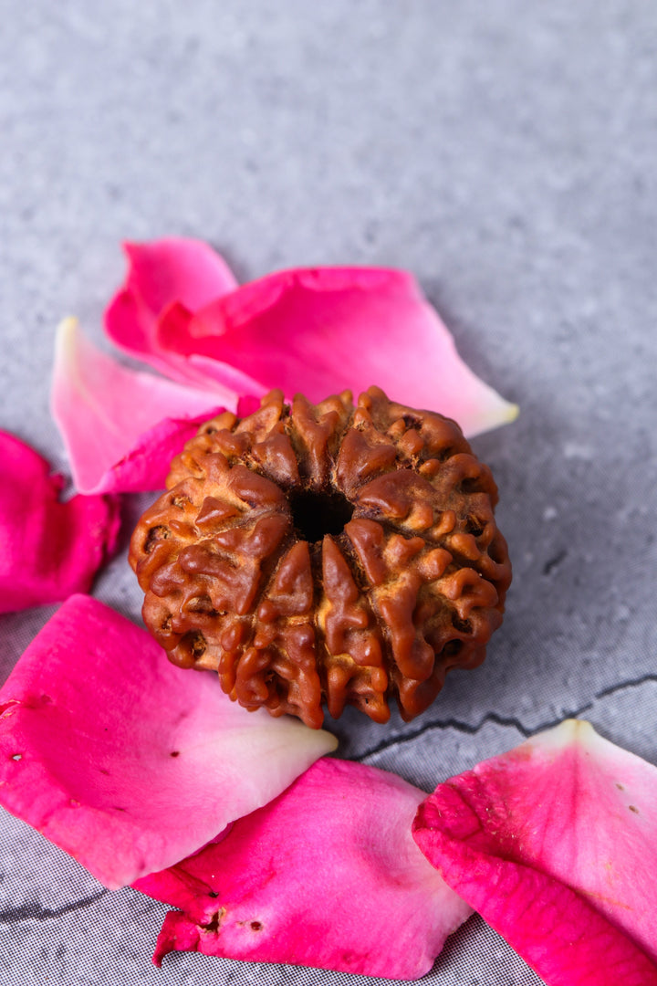 Studio Vaidik 9 mukhi Natural Rudraksha