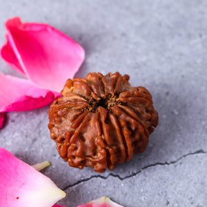 Studio Vaidik 9 mukhi Natural Rudraksha