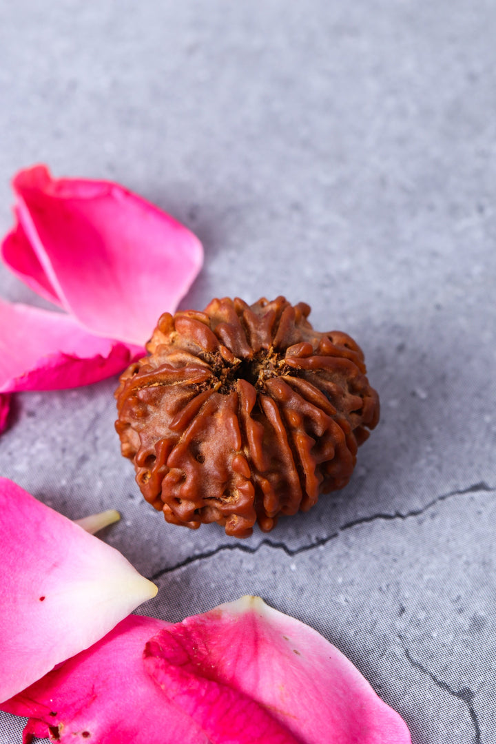 Studio Vaidik 9 mukhi Natural Rudraksha