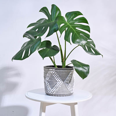 Trinket Cotton Planter