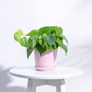 Spiro Ceramic Pot
