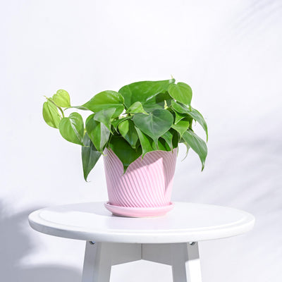 Spiro Ceramic Pot