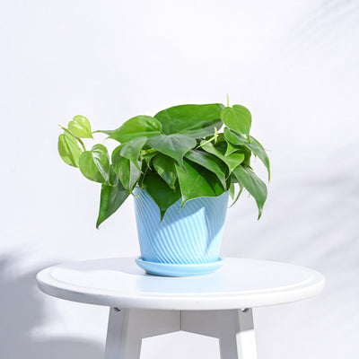Spiro Ceramic Pot